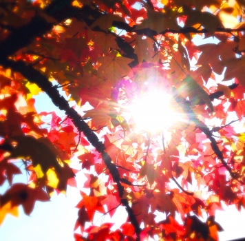 Become Smitten with Fall––Gracefully Transition into Cooler and Shorter Days