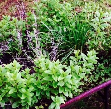 Gardening Your Hidden Potential