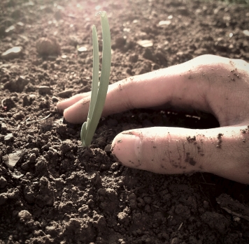 Oh, there is a germination period?